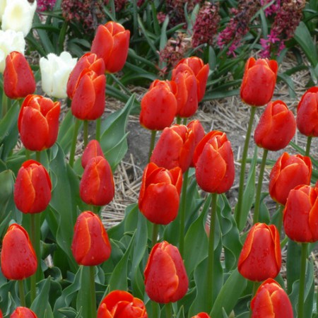 Esta Bonita - Бокал с переходом от красного в желтый оттенок. Высота до 55см.